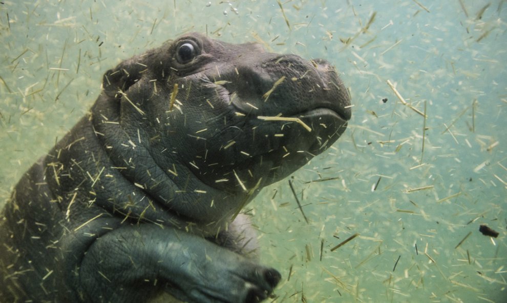 Un pequeño hipopótamo de un mes de vida se toma un baño en su recinto del zoo de Praga, República Checa. EFE/Filip Singer