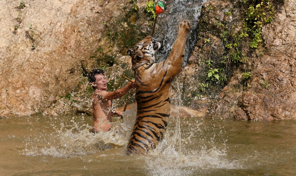 Un tigre salta mientras durante un entrenamiento en el templo del tigre en la provincia de Kanchanaburi, al oeste de Bangkok, Tailandia. REUTERS/Chaiwat Subprasom