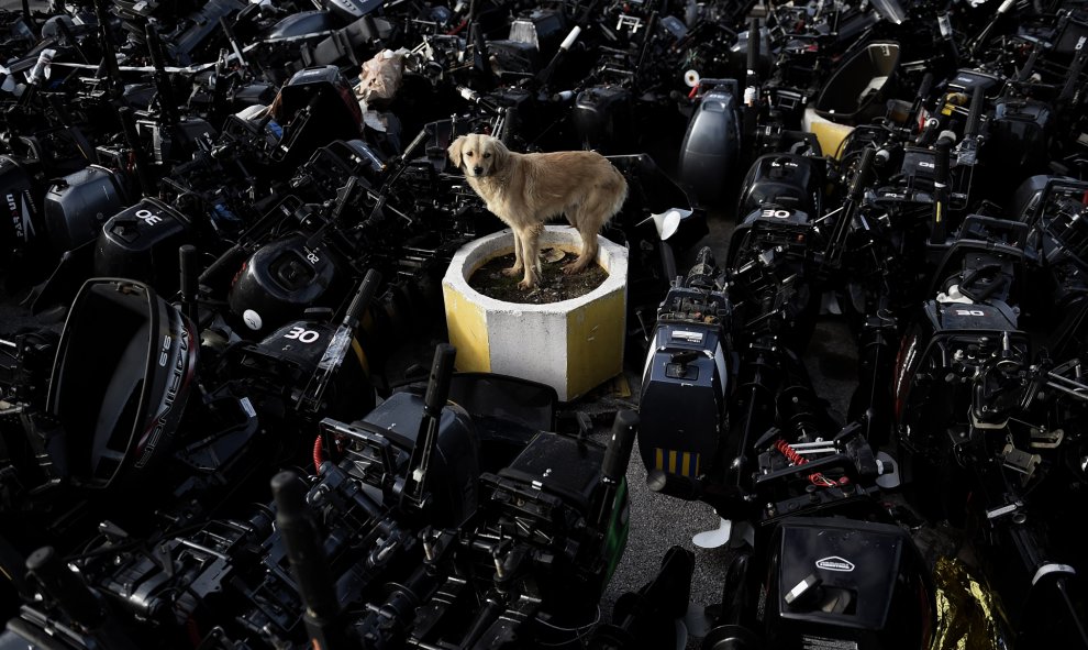 Un perro callejero se encuentra entre los los motores externos que fueron utilizados por los refugiados y los migrantes para llegar a la isla griega de Lesbos. ARIS MESSINIS / AFP