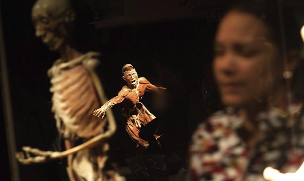 Un visitante observa uno de los cuerpos que se exhiben en la exposición Body Worlds Vital, en Johannesburgo, Sudáfrica. La muestra permite observar los tejidos y funciones del cuerpo humano. EFE/Kevin Sutherland