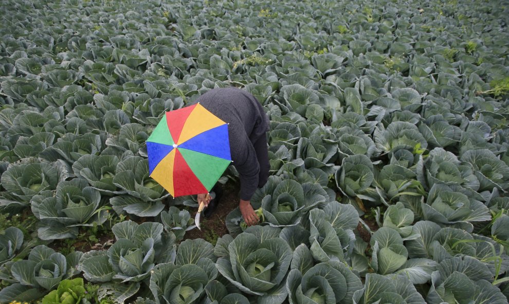 Un granjero cosecha brócoli en la localidad de al-Ansariyah sur de Sidón. REUTERS/Ali Hashisho
