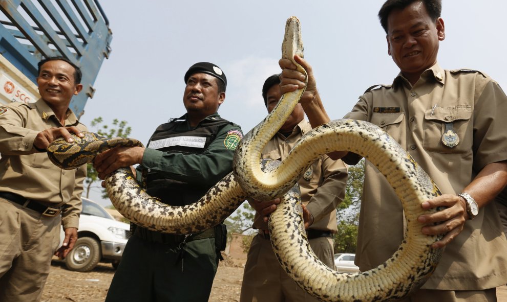 La Policía de Cambodia captura a una serpiente pitón en la provincia de Kandal. REUTERS/Samrang Pring