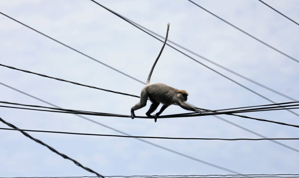 Un mono cuelga por los cables de Colombo, Sri Lanka. REUTERS/Dinuka Li
