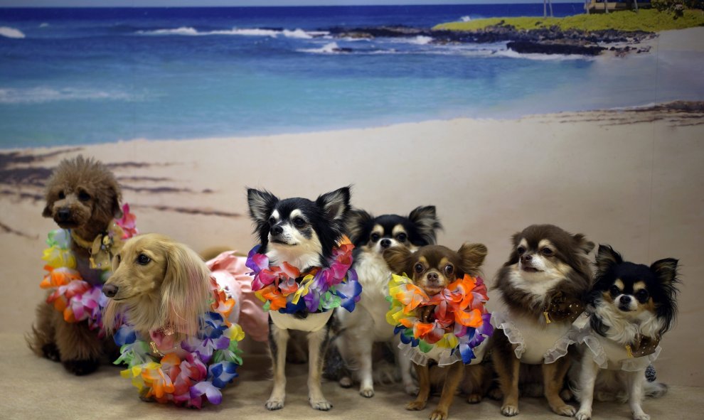 Varios perros posan con una playa paradisíaca como telón de fondo durante la feria de mascotas "Interpets" en Tokio, Japón, hoy, 31 de marzo de 2016. EFE/Franck Robichon