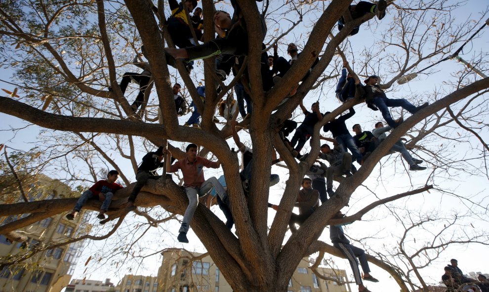 Palestinos suben a un árbol, mientras ven una feria cultural en la ciudad de Gaza. REUTERS/Mohammed Salem