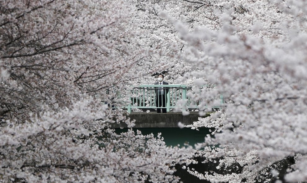 Un hombre de negocios se ve entre las flores de cerezo en Tokio. REUTERS/Issei Kato