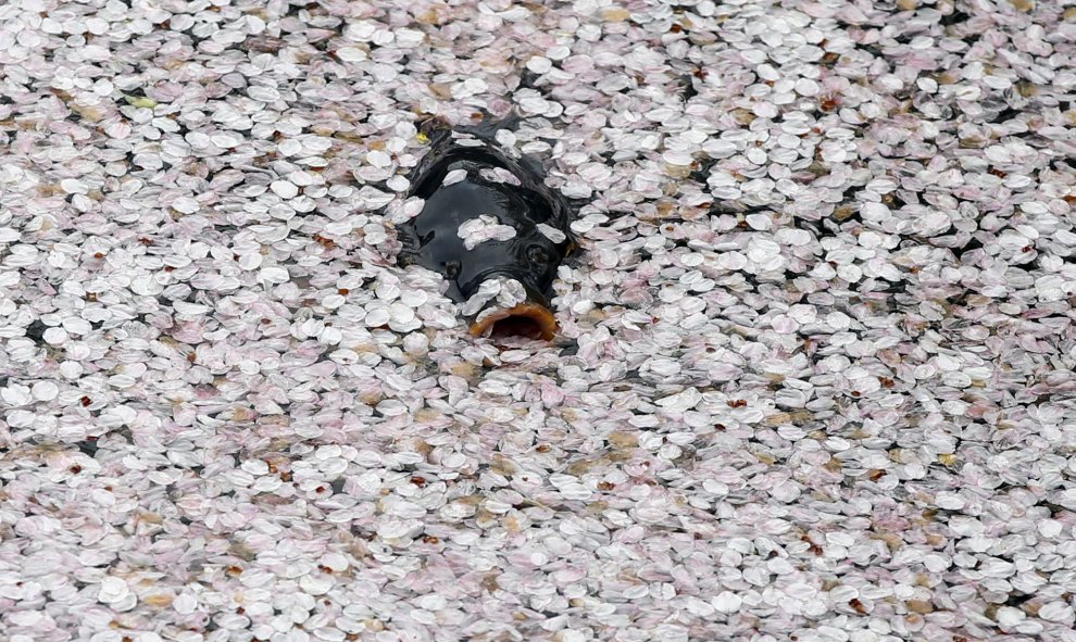 Una carpa nada entre pétalos de flores de cerezo en Tokio. REUTERS/Toru Hanai