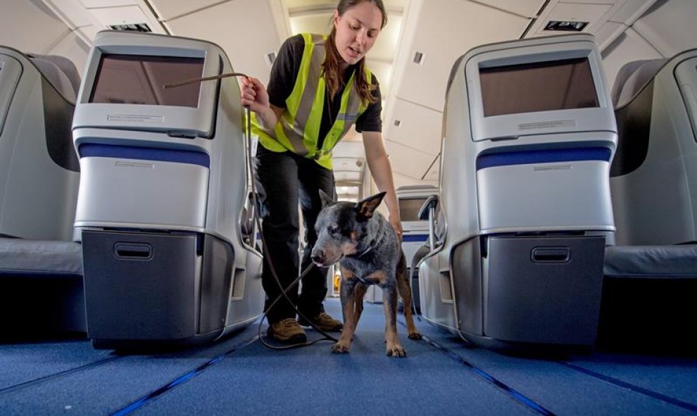 Una entrenadora de perros y un perro buscando polizones en un Boeing 747 en Frankfurt Am Main, Alemania. EFE/EPA/Alexander Heinl
