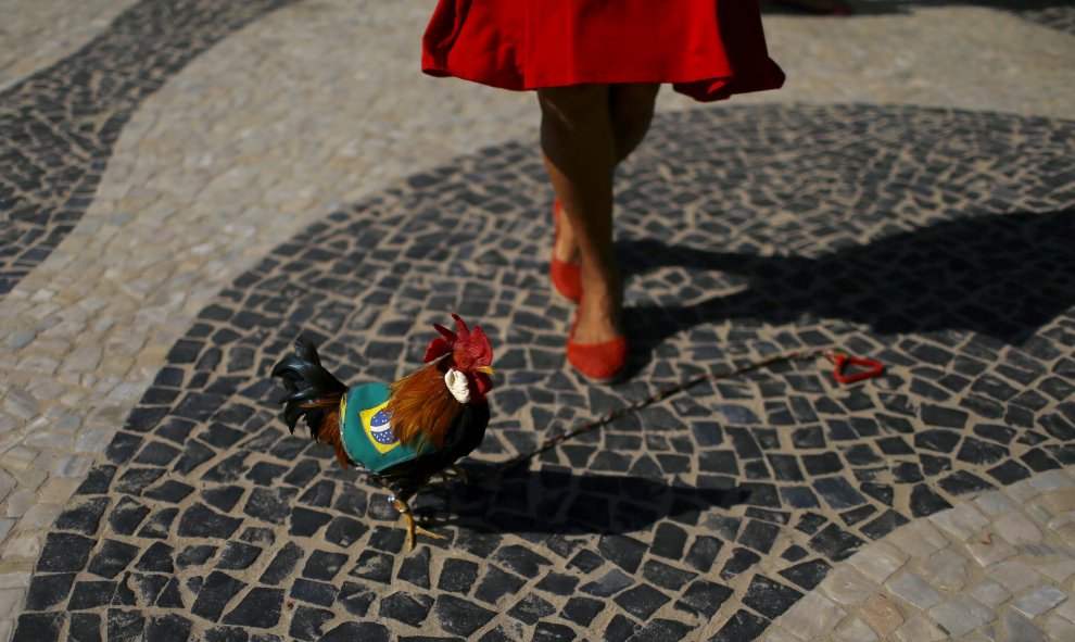 Una mujer juega con un gallo durante una protesta contra la destitución de la presidenta de Brasil, Dilma Rousseff, en Río de Janeiro.  REUTERS/Pilar Olivares