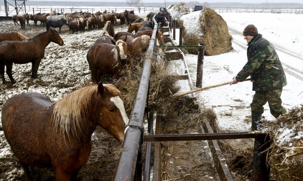 Un trabajador cuida de unos caballos en la reserva ecológica cercana a la zona de exclusión en el pueblo abandonado de Babchin, Bielorrusia. REUTERS/Vasily Fedosenko