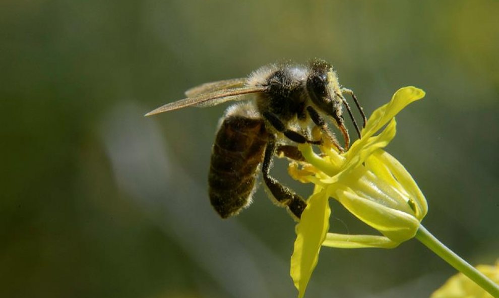 Una abeja recolecta el néctar de una flor en Kal, a unos 105km de Budapest (Hungría). EFE/Peter Komka