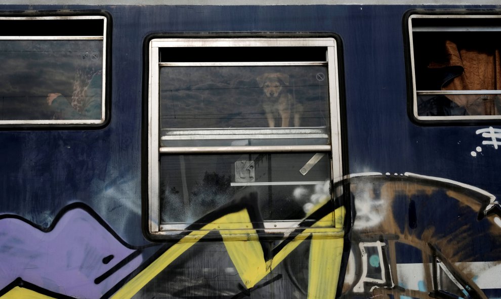 Un perro contempla el campo de refugiados de Idomeni desde el tren. REUTERS/Marko Djurica