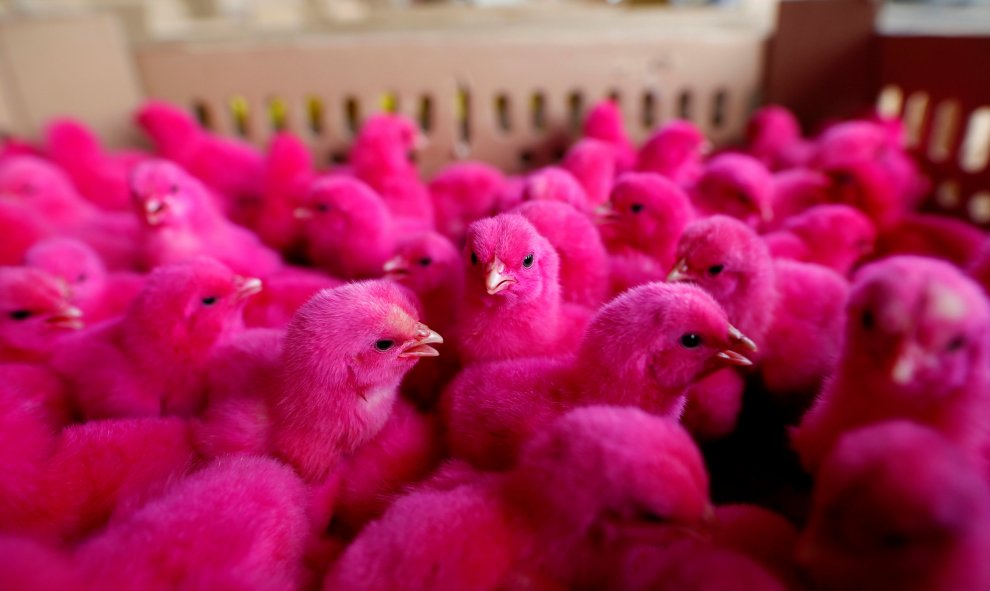 Venta de pollitos pintados de rosa para llamar la atención en un pequeño mercado de aves de corral en Jakarta, Indonesia. REUTERS/Darren Whiteside