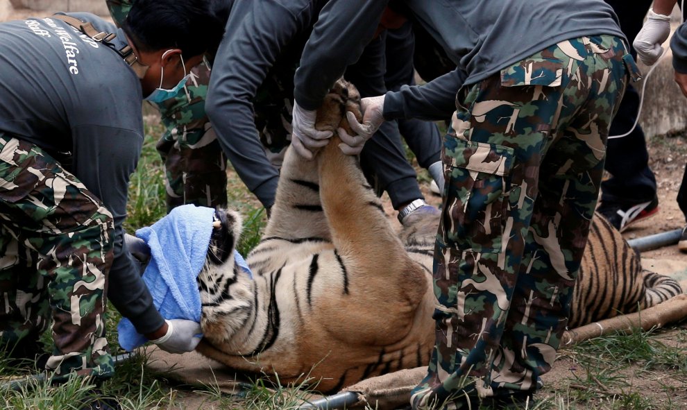 Un tigre sedado es  puesto en una camilla por los funcionarios que están trasladando los tigres del polémico Templo de los Tigres de Tailandia, un destino turístico muy popular que ha sido objeto de críticas en los últimos años por el trato a sus grandes