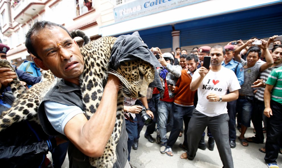 Un leopardo es trasladado desde una casa en Katmandú. REUTERS/Navesh Chitrakar