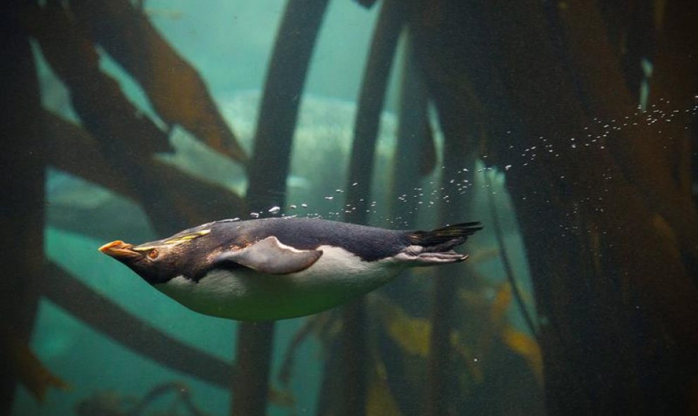 Un pingüino bucea en el acuario Two Oceans en Ciudad del Cabo, Sudáfrica.El Two Oceans, el mayor acuario de África, se encuentra en fase de renovación y contará con nuevas exposiciones a partir del próximo 16 de junio. EFE/Nic Bothma