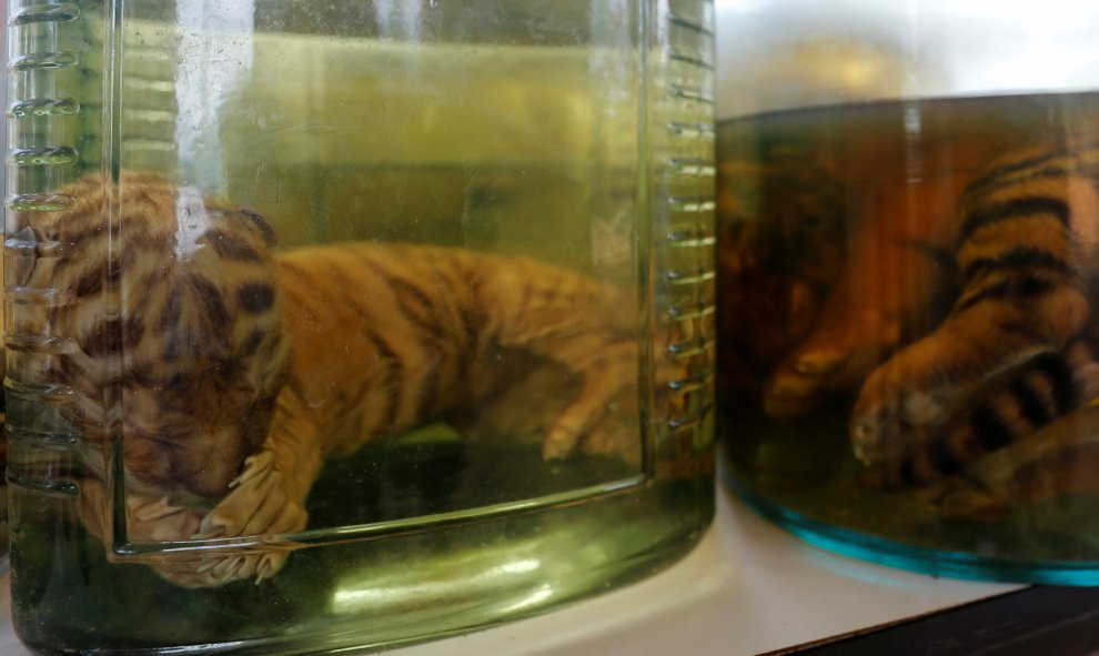 Cadáveres de cachorros de tigres encontrados en recipientes con liquído en el templo del Tigre de Tailandia. REUTERS/Chaiwat Subprasom
