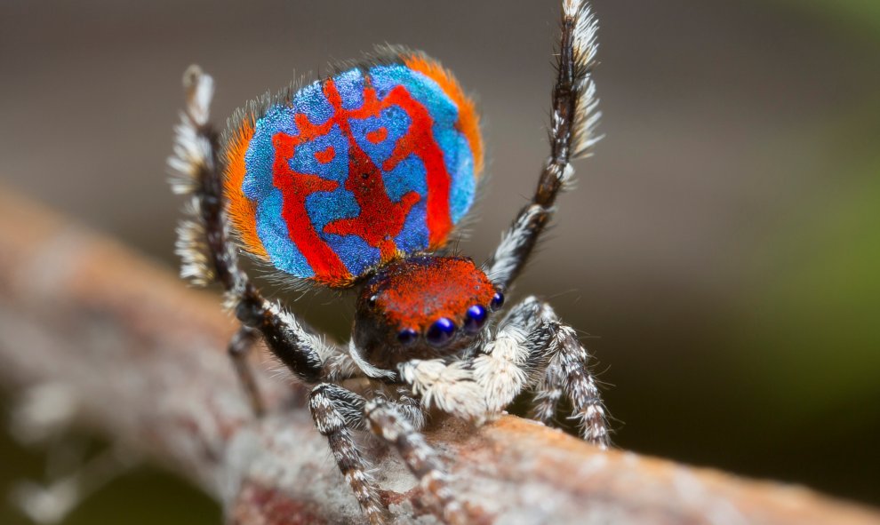 Maratus Bubo, la nueva especia de araña descubierta en Australia. Jurgen Otto/Handout
