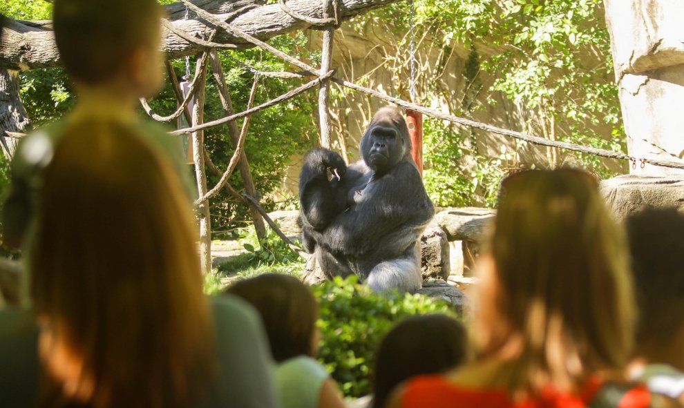 El zoo de Cincinnati ha vuelto abrir al público la zona donde se exhiben gorilas tras la muerte de uno de estos animales cuando un niño cayó al foso de los mismos el pasado 28 de mayo y los trabajadores tuvieron que disparar para salvar al menor. REUTERS/