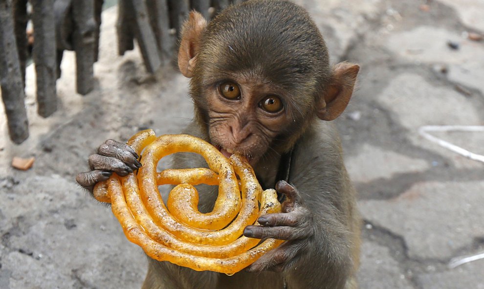 Un mono come un dulce Jalebi  en Calcuta, India. REUTERS/Rupak De Chowdhuri