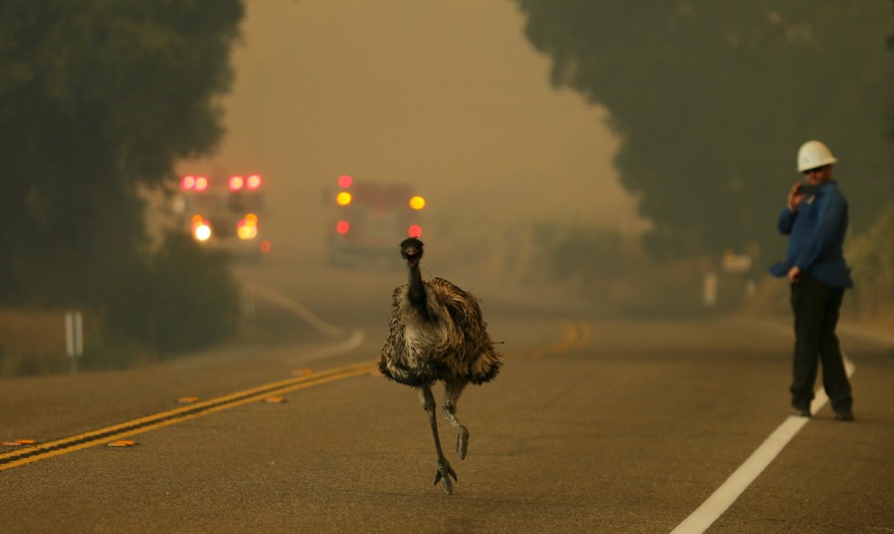 Un emú corre para escapar de un incendio forestal cerca de Potrero , California, EEUU.- REUTERS / Mike Blake