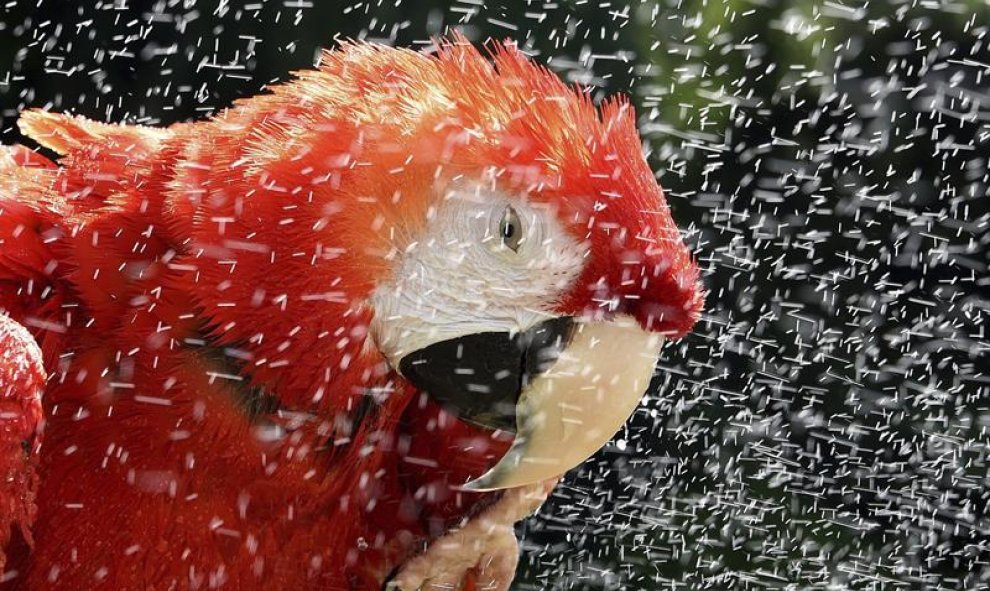 El loro Columbus se refresca en el parque de aves Weltvogelpark en Walsrode (Alemania) durante un día caluroso. EFE/Holger Hollemann