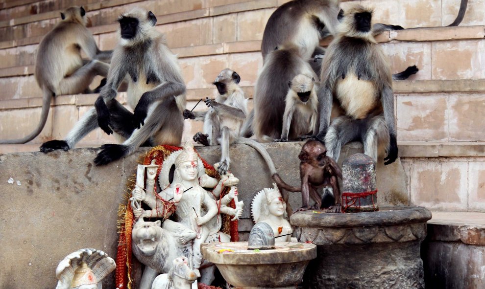 Monos langures juegan junto a unos ídolos de deidades hindúes en un lago en Pushkar, en el estado desértico de Rajasthan, India.REUTERS / Himanshu Sharma