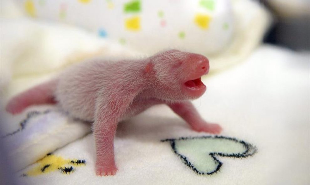 Una de las crías gemelas del panda gigante nacidas ayer, en una incubadora en la unidad de cuidados intensivos del centro en Macao en China. EFE/Incent W. S. Si