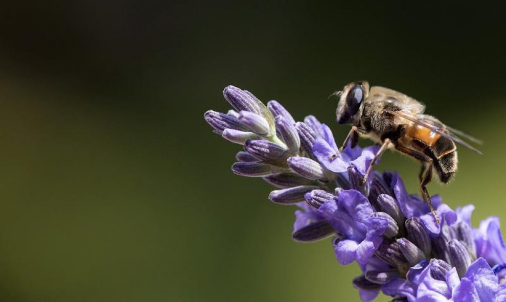 Una abeja descansa sobre una flor de lavanda en Múnich, Alemania. EFE/Sven hoppe