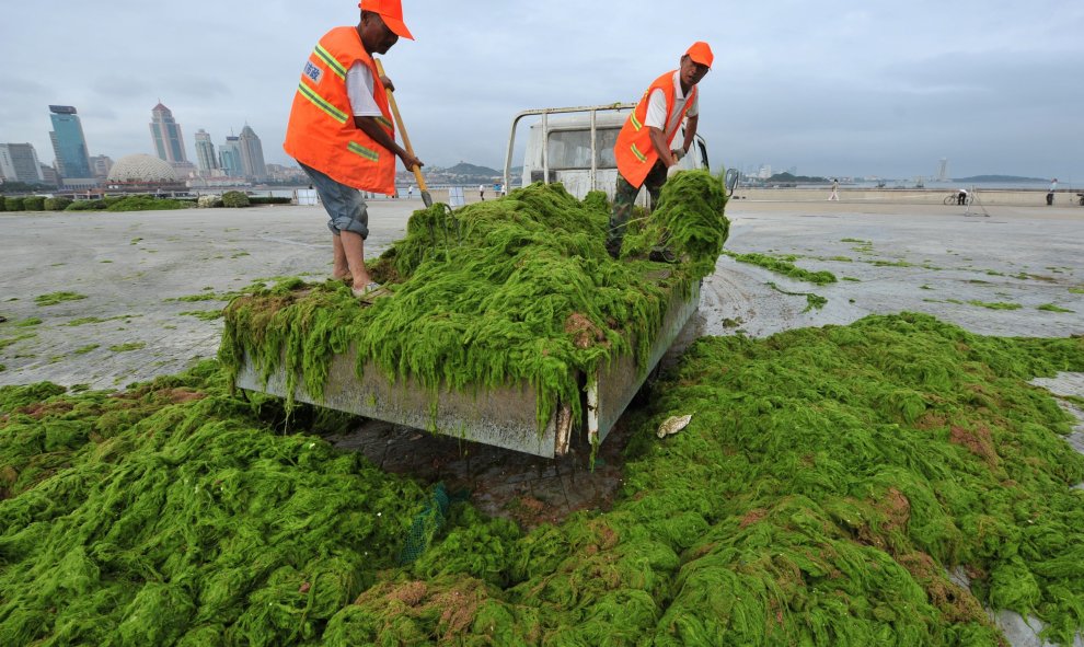 Trabajadores descargan algas en una fábrica cerca de una playa en Qingdao , provincia de Shandong , China.- REUTERS / Stringer,