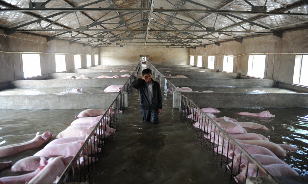 Un empleado llora mientras camina por una granja inundada en China. No puede llevarse a los animales debido a las medidas de protección medioambiental y de prevención de epidemias. REUTERS.