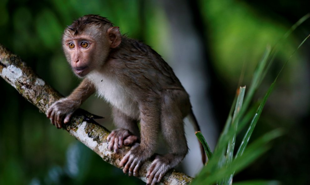 Un macaco trepa por un árbol en el parque nacional ubicado en Khao Yai, Tailandia. REUTERS/Jorge Silva