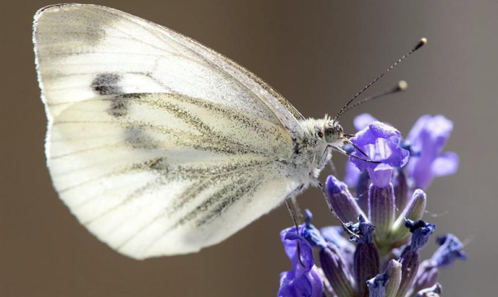 Una mariposa se posa en una flor de lavanda, en Múnich, Alemania. EFE/Sven hoppe