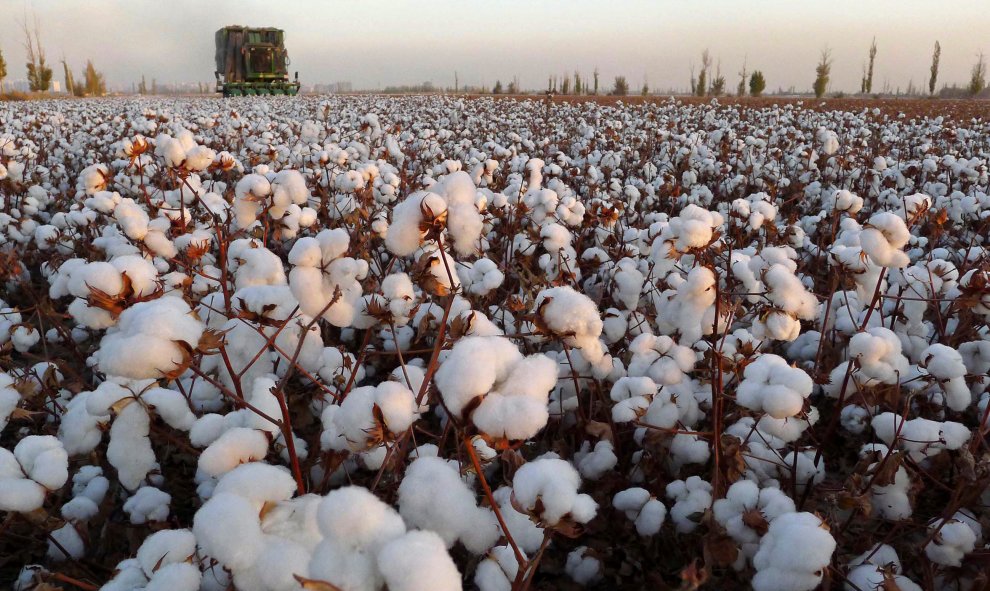 A cotton picker works in a field in Hami, northwest China's Xinjiang Uygur autonomous region,