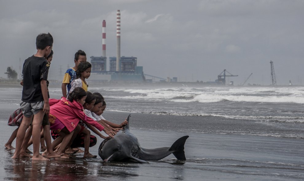 Los niños tratan de empujar a un delfín herido y débil de nuevo hacia el agua después de que llegase a la orilla arrastrado por el mal tiempo y la marea alta en una playa en Cilacap, Indonesia. REUTERS