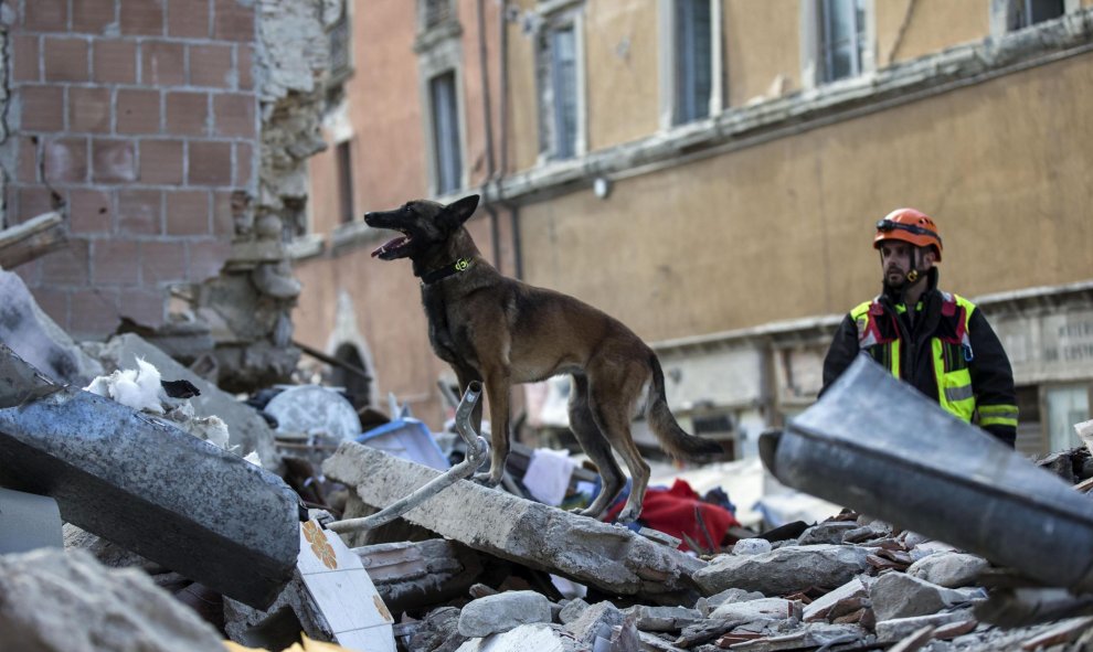 Equipos de emergencia acompañados de un perro buscan supervivientes entre los escombros en Amatrice, tres el terremoto que ha sacudido el centro de Italia en la madrugada. EFE/Massimo Percossi
