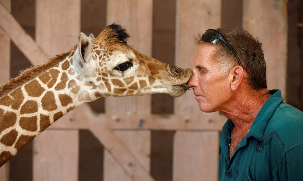 El guarda de Safari Guy Pear consigue un beso de una jirafa de cinco días de vida en el Safari Zoo en Ramat Gan, cerca de Tel Aviv, Israel. REUTERS/Baz Ratner