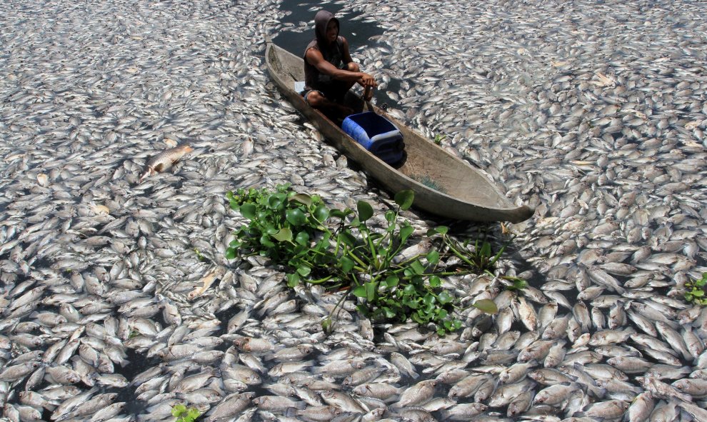 Un hombre conduce un barco de madera a través de los peces muertos en un estanque de cría en el lago Maninjau en Indonesia. REUTERS