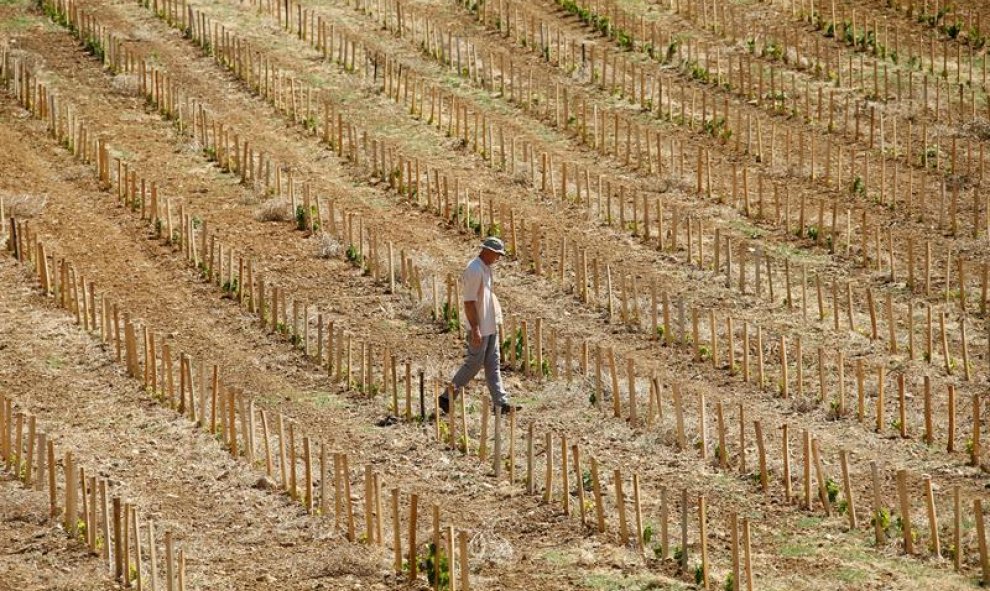 Un agricultor camina por su viñedo perjudicado por la sequía en Aumelas, Francia. El sur de Francia está viviendo la que se ha considerado la peor sequía de la última década. EFE/Guillaume Horcajuelo