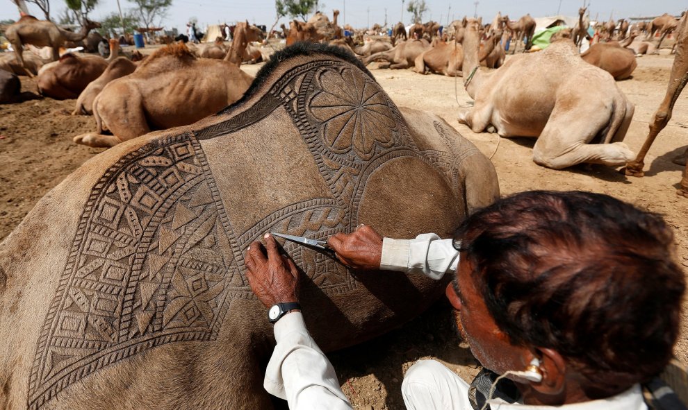 Un hombre utiliza una tijera para hacer patrones decorativos intrincados en la espalda de un camello antes de mostrarlo a la venta en un mercado de ganado improvisado durante la fiesta de Eid al-Adha, en Karachi, Pakistán. REUTERS/Akhtar Soomro