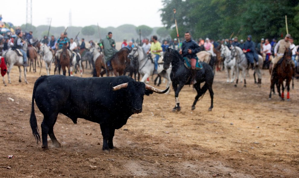 El toro , llamado " Pelado " , se encuentra junto a los jinetes durante el Toro de la Peña de este martes.- REUTERS / Sergio Pérez