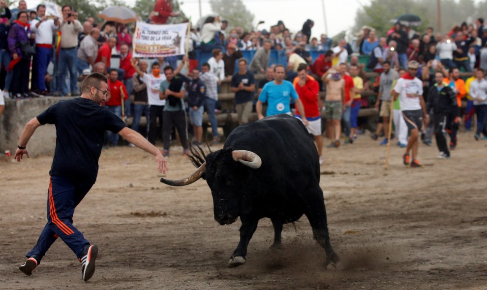 Un hombre corre frente al toro durante el acto del Toro de la Peña.- REUTERS