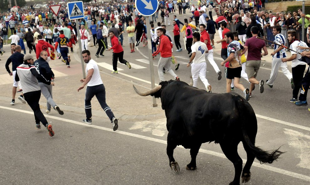 El morlaco de nombre "Pelado" protagoniza la celebración del Toro de la Peña, en Tordesillas (Valladolid), sustituto del prohibido Toro de la Vega. Cinco siglos después, la villa de Tordesillas (Valladolid) celebra hoy sus fiestas patronales sin su tradic