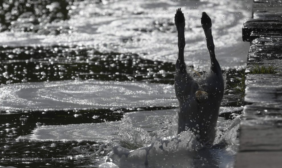 Un perro salta en fuentes durante el clima inusualmente caliente en Battersea Park, en el oeste de Londres , Gran Bretaña. REUTERS/Toby Melville