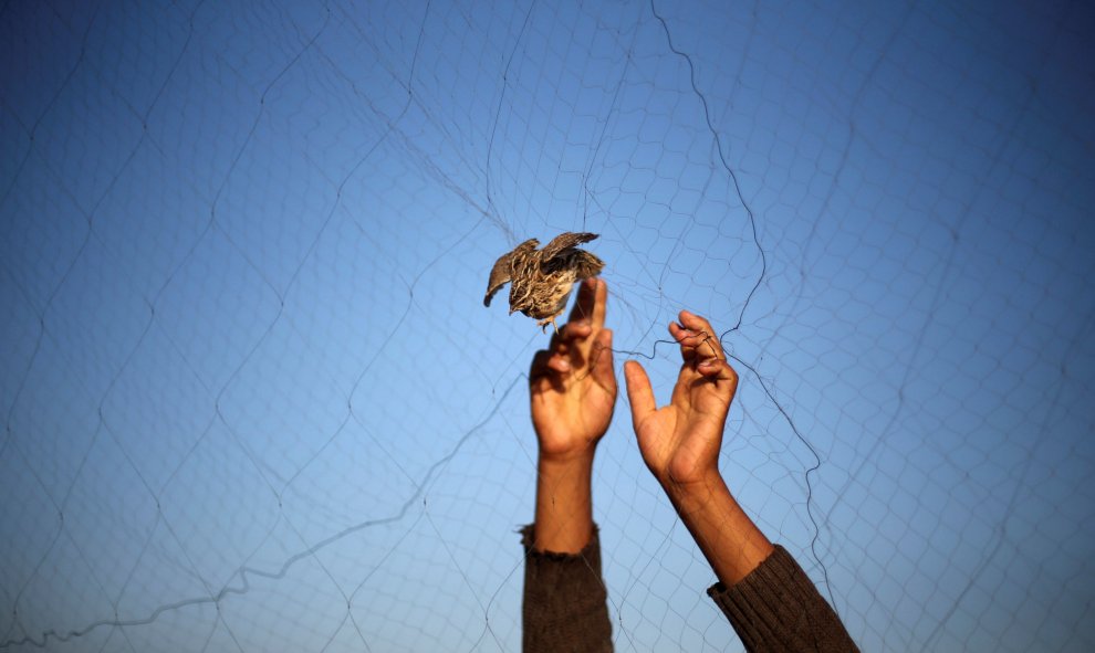 Un hombre suelta una codorniz atrapada en una valla, en la playa de Jan Yunis, en el sur de la Franja de Gaza. REUTERS/Ibraheem Abu Mustafa