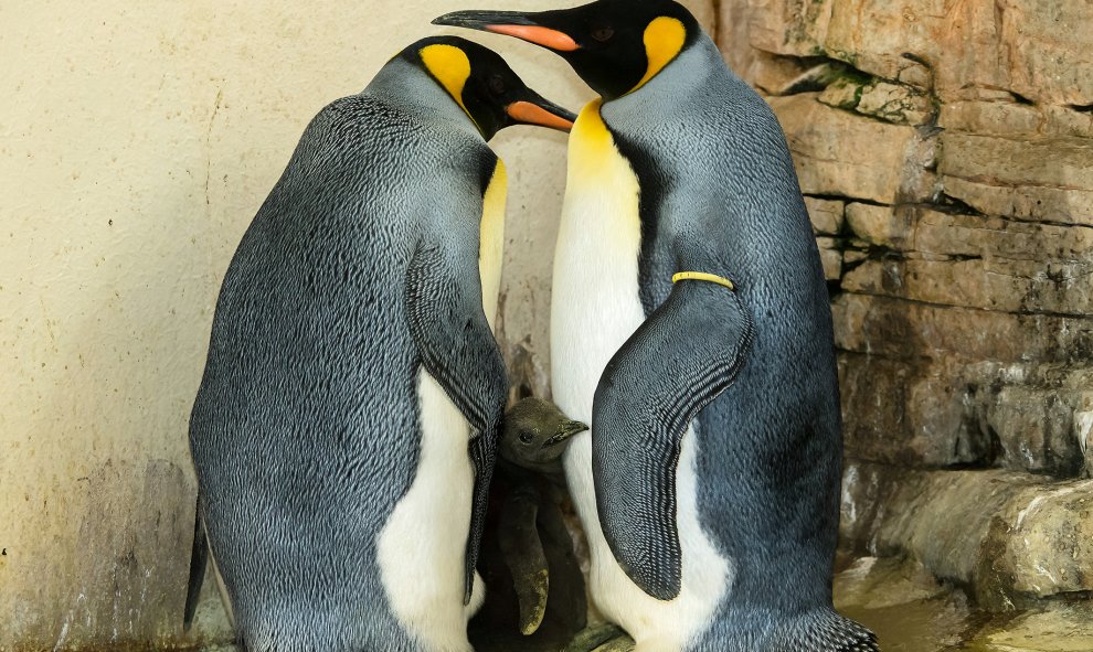 Dos pingüinos rey y su cría, en el zoológico de Schönbrunn en Viena , Austria. Tiergarten Schönbrunn / Daniel Zupanc