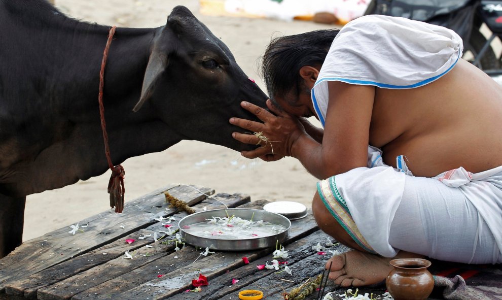 Un devoto hindú ofrece oraciones A una vaca después de tomar un baño sagrado en las aguas de Sangam, una confluencia de tres ríos, el Ganges, el Yamuna y el mítico Saraswati, en Allahabad, India. REUTERS/Jitendra Prakash