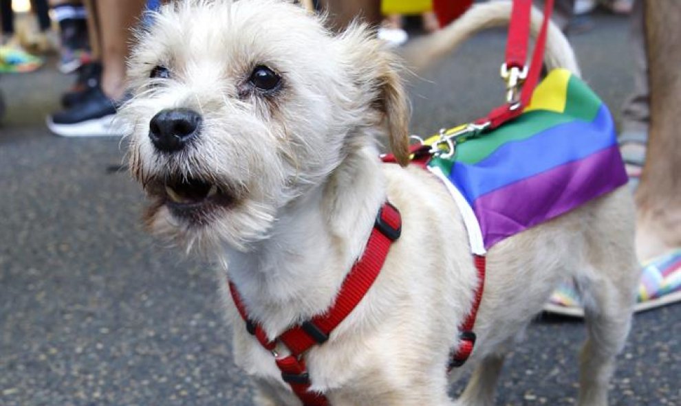 Un perro con los colores de la bandera LGTBI durante la manifestación del Orgullo Gay 2017 que se celebra esta tarde en Madrid con el lema "Por los derechos LGTBI en todo el mundo". EFE/J. P. GANDUL.
