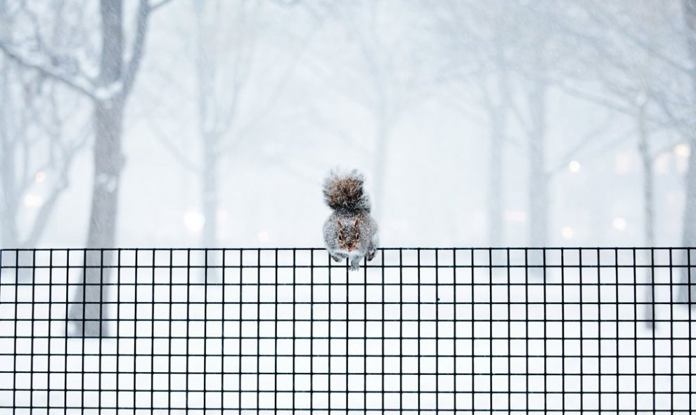 Una ardilla permanece en una valla del Battery Park en Nueva York. La ola de frío que bate récords históricos y asola a Estados Unidos en las últimas fechas avanza sobre el territorio del país y se ha cobrado la vida de al menos 11 personas en las últimas