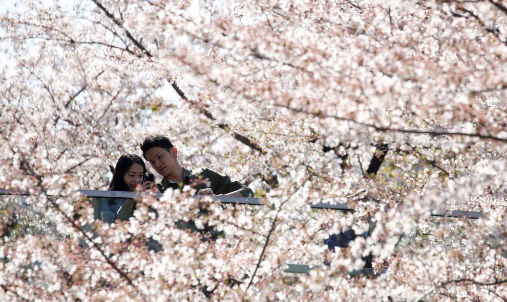 Varias personas sacas fotos de las flores de cerezo en plena floración en Tokio, Japón. REUTERS / Toru Hanai